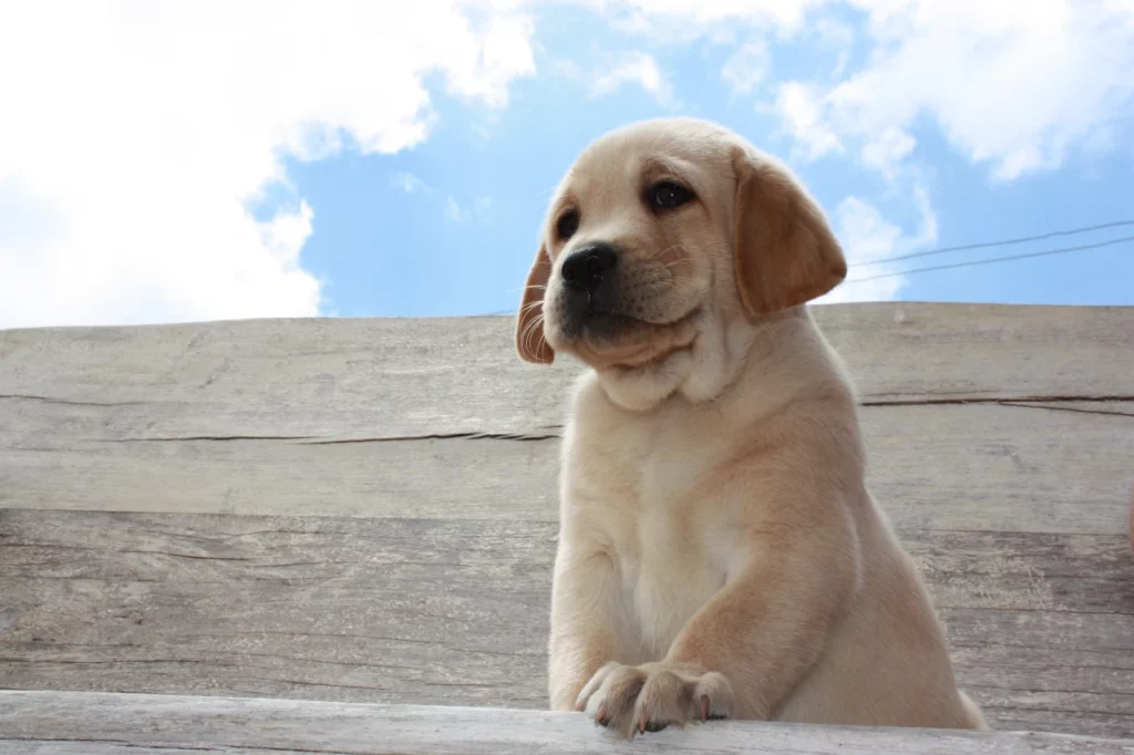 allevamento di labrador